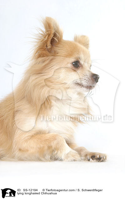 liegender Langhaarchihuahua / lying longhaired Chihuahua / SS-12194