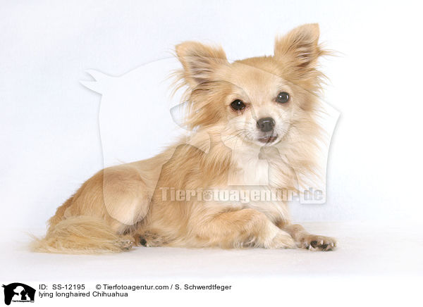 liegender Langhaarchihuahua / lying longhaired Chihuahua / SS-12195