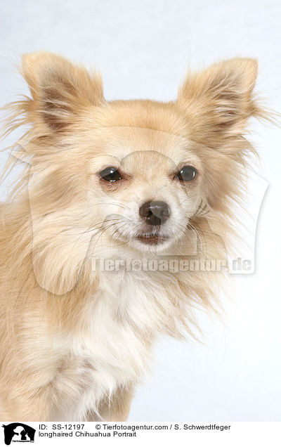 Langhaarchihuahua Portrait / longhaired Chihuahua Portrait / SS-12197