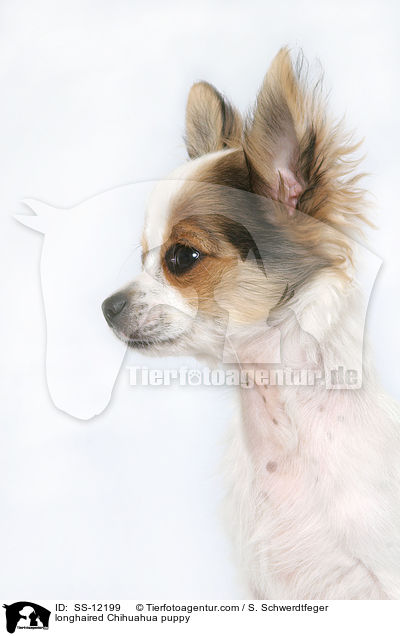 longhaired Chihuahua puppy / SS-12199