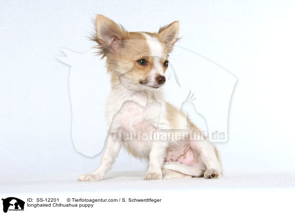 longhaired Chihuahua puppy / SS-12201