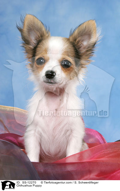 Chihuahua Welpe / Chihuahua Puppy / SS-12270