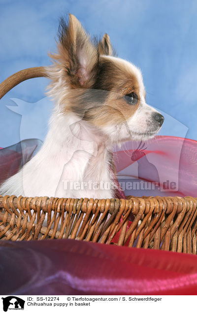 Chihuahua puppy in basket / SS-12274