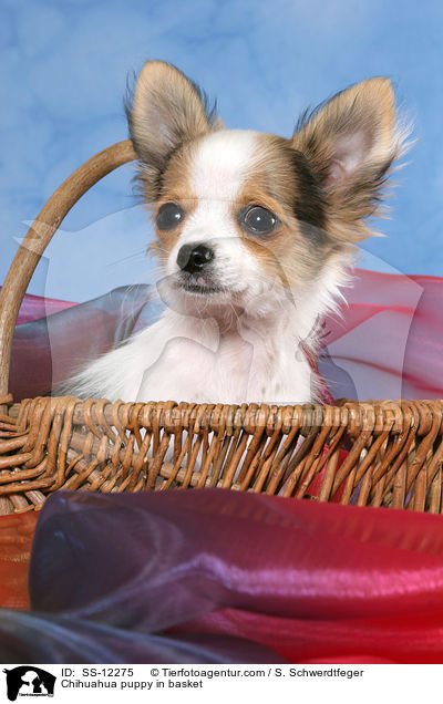 Chihuahua puppy in basket / SS-12275