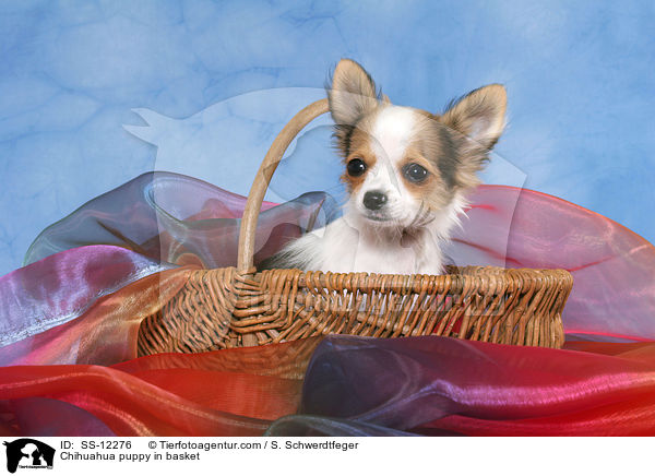 Chihuahua Welpe im Krbchen / Chihuahua puppy in basket / SS-12276