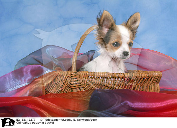 Chihuahua puppy in basket / SS-12277