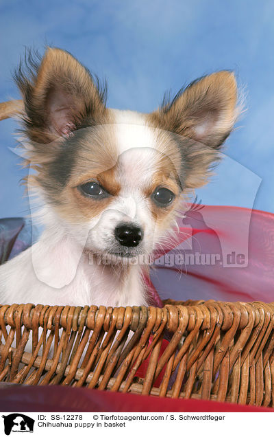 Chihuahua Welpe im Krbchen / Chihuahua puppy in basket / SS-12278