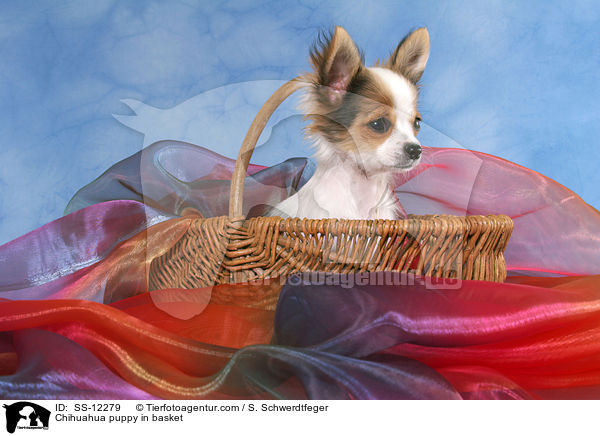 Chihuahua Welpe im Krbchen / Chihuahua puppy in basket / SS-12279