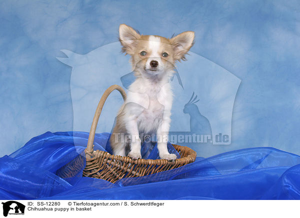 Chihuahua puppy in basket / SS-12280