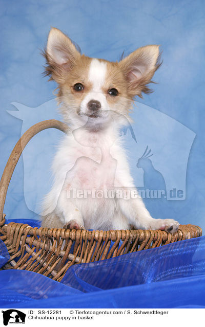 Chihuahua Welpe im Krbchen / Chihuahua puppy in basket / SS-12281