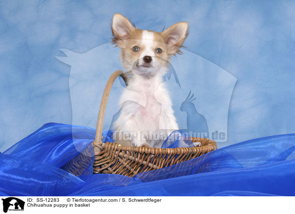 Chihuahua Welpe im Krbchen / Chihuahua puppy in basket / SS-12283