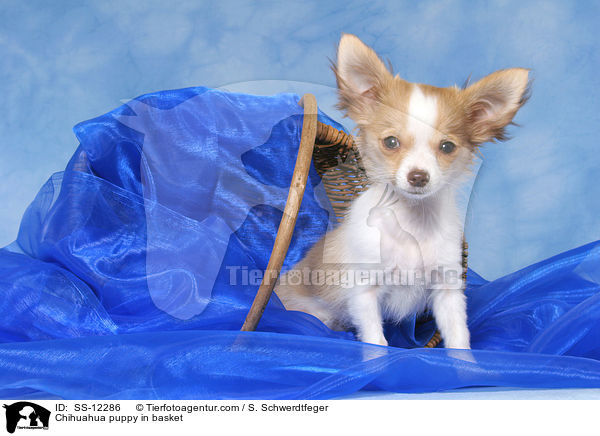 Chihuahua Welpe im Krbchen / Chihuahua puppy in basket / SS-12286