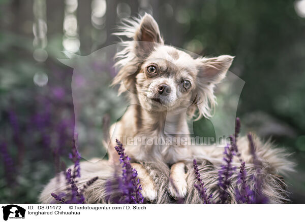 Langhaarchihuahua / longhaired Chihuahua / DS-01472