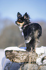 longhaired Chihuahua