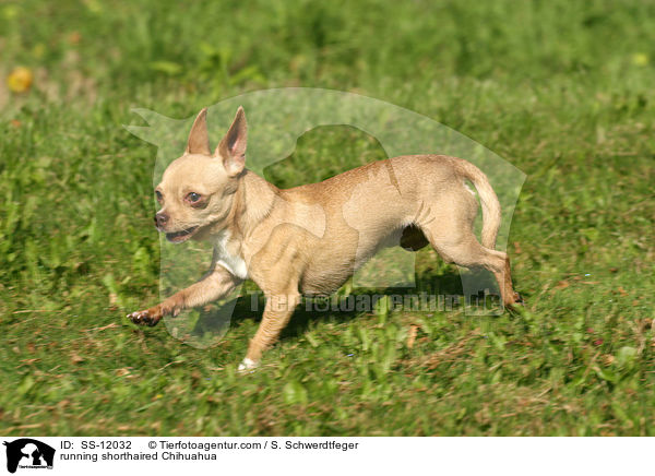 rennender Chihuahua / running shorthaired Chihuahua / SS-12032