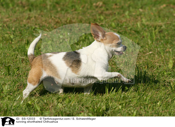 rennender Chihuahua / running shorthaired Chihuahua / SS-12033