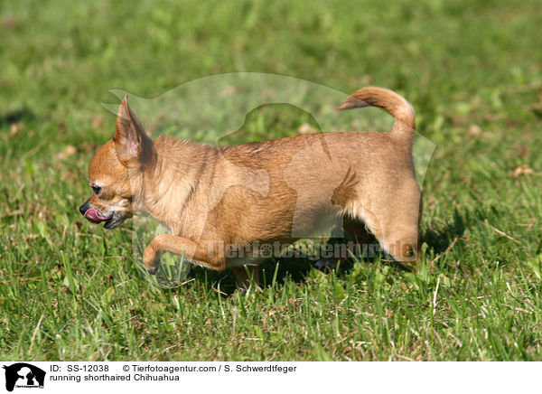 rennender Chihuahua / running shorthaired Chihuahua / SS-12038