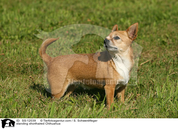 standing shorthaired Chihuahua / SS-12039