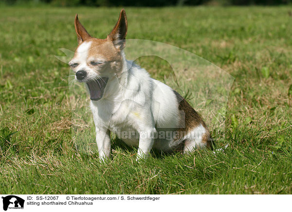 sitzender Chihuahua / sitting shorthaired Chihuahua / SS-12067