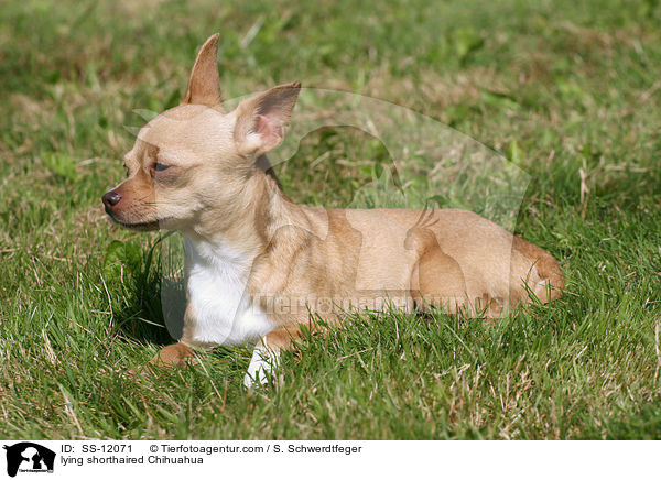liegender Chihuahua / lying shorthaired Chihuahua / SS-12071