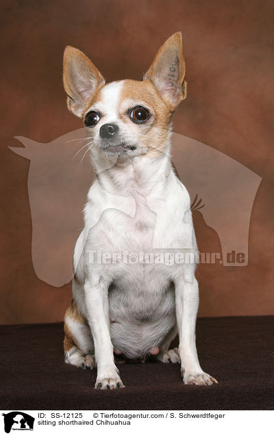 sitting shorthaired Chihuahua / SS-12125