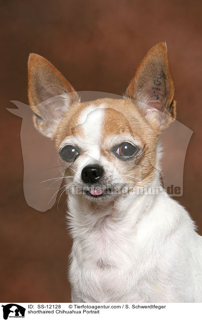 shorthaired Chihuahua Portrait / SS-12128