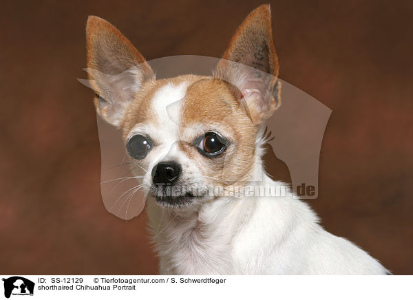 shorthaired Chihuahua Portrait / SS-12129