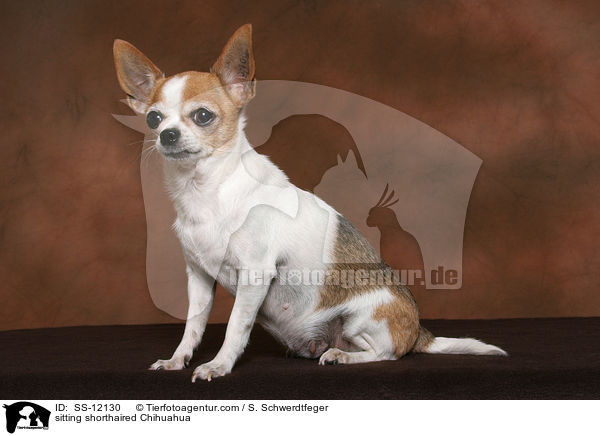 sitzender Kurzhaarchihuahua / sitting shorthaired Chihuahua / SS-12130
