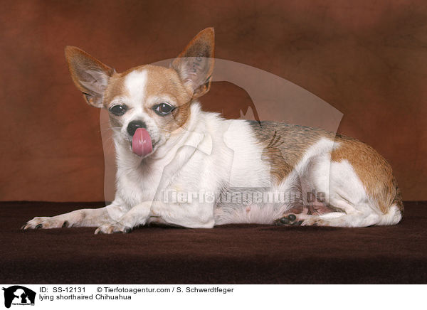 lying shorthaired Chihuahua / SS-12131