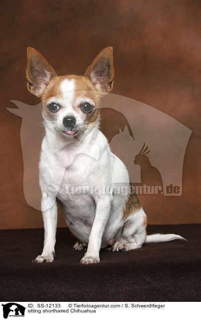sitting shorthaired Chihuahua / SS-12133