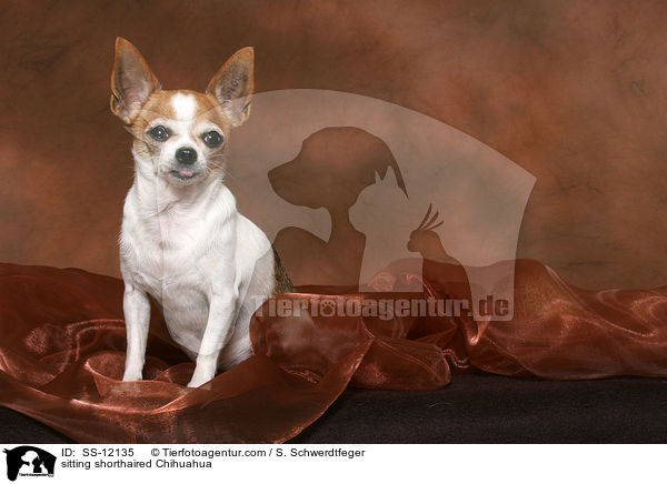 sitzender Kurzhaarchihuahua / sitting shorthaired Chihuahua / SS-12135