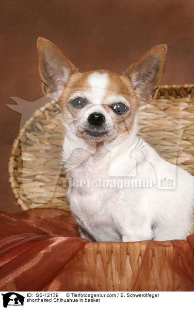 Kurzhaarchihuahua im Krbchen / shorthaired Chihuahua in basket / SS-12139