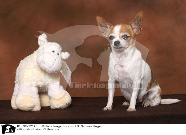 sitting shorthaired Chihuahua / SS-12146