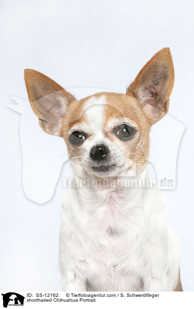 Kurzhaarchihuahua Portrait / shorthaired Chihuahua Portrait / SS-12162