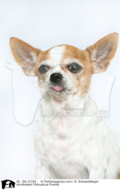 Kurzhaarchihuahua Portrait / shorthaired Chihuahua Portrait / SS-12163
