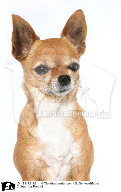 Chihuahua Portrait / Chihuahua Portrait / SS-12182