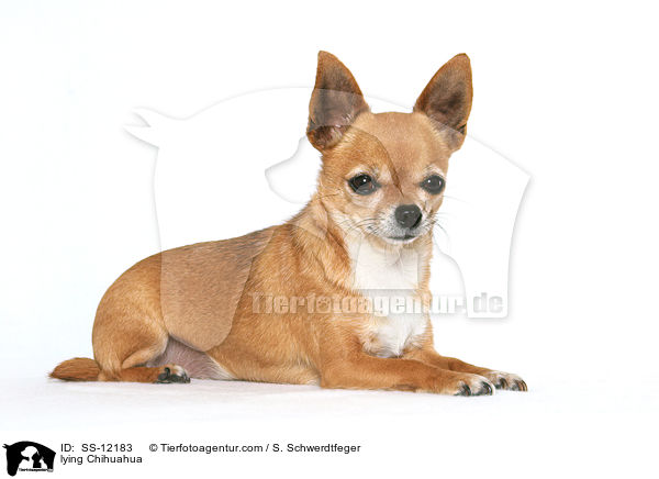 liegender Chihuahua / lying Chihuahua / SS-12183