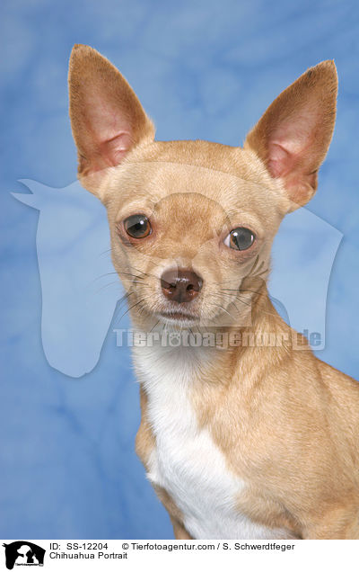 Chihuahua Portrait / Chihuahua Portrait / SS-12204