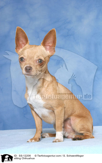 sitzender Chihuahua / sitting Chihuahua / SS-12206