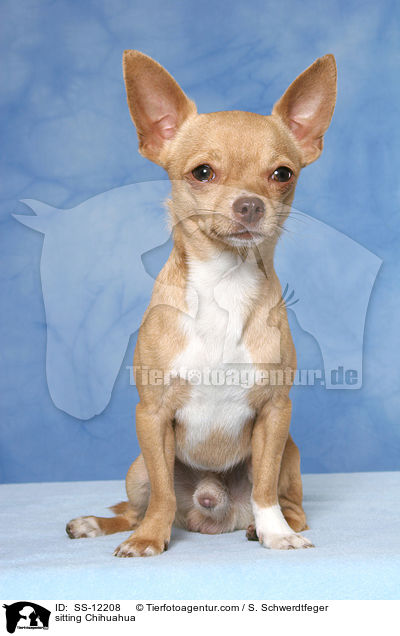 sitzender Chihuahua / sitting Chihuahua / SS-12208