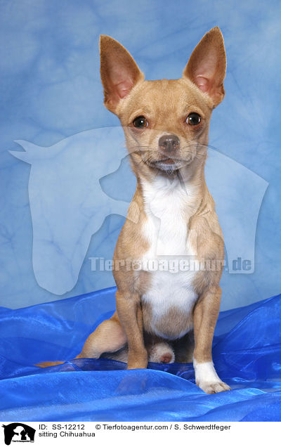 sitzender Chihuahua / sitting Chihuahua / SS-12212