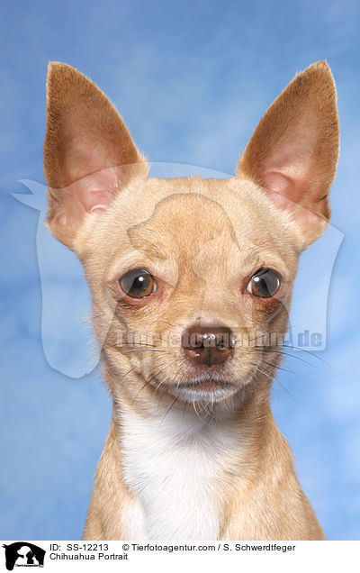 Chihuahua Portrait / Chihuahua Portrait / SS-12213
