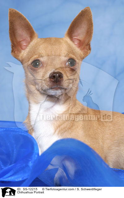 Chihuahua Portrait / SS-12215