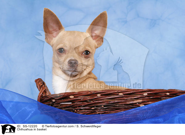 Chihuahua in basket / SS-12220