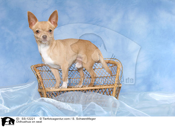 Chihuahua on seat / SS-12221