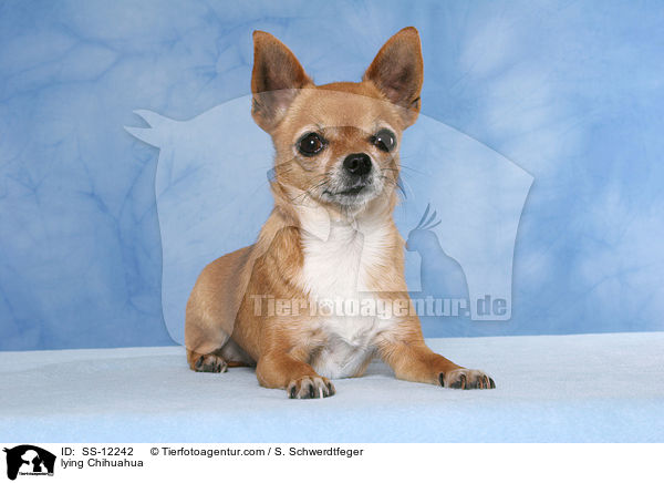 liegender Chihuahua / lying Chihuahua / SS-12242