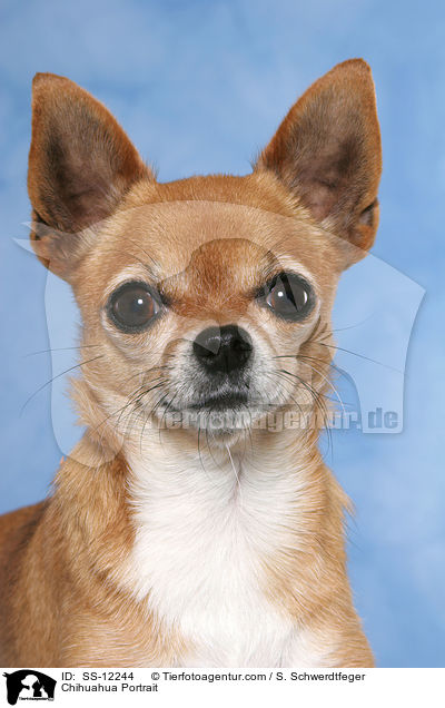 Chihuahua Portrait / Chihuahua Portrait / SS-12244