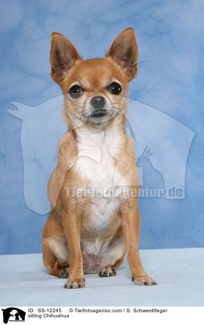 sitzender Chihuahua / sitting Chihuahua / SS-12245