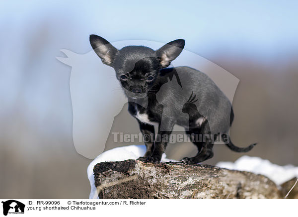junger Kurzhaarchihuahua / young shorthaired Chihuahua / RR-99096