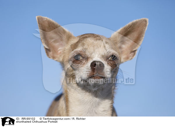 Kurzhaarchihuahua Portrait / shorthaired Chihuahua Portrait / RR-99102